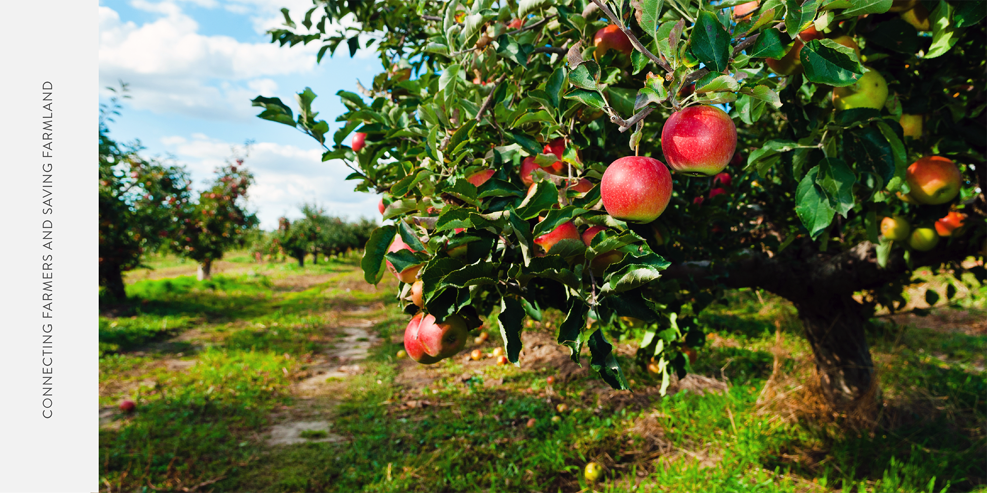 Apple Tree Orchards NWA | Buying Farmland in Northwest Arkansas